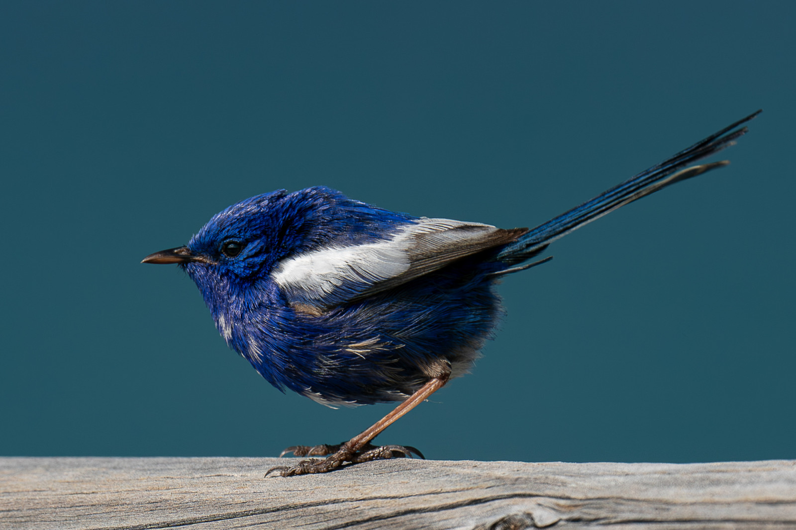 Monkey Mia Birdingplaces